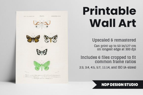 Download Vintage Moth Illustration Printable Art - Art Collection