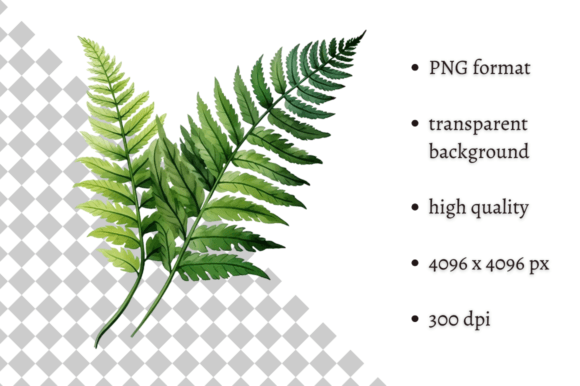 Download Watercolor Woodland Fern PNG Clipart - Art Collection