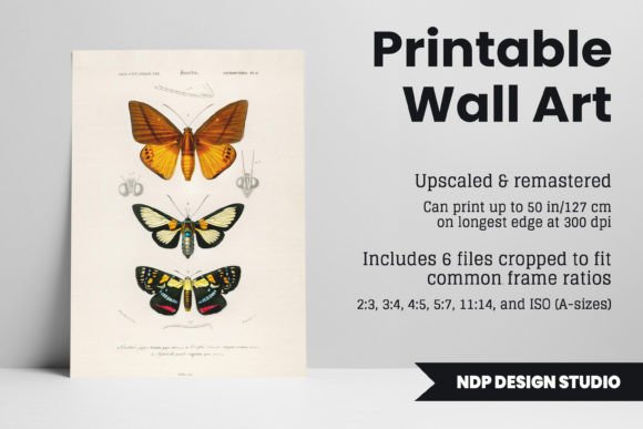 Download Vintage Moth Illustration Printable Art - Art Collection