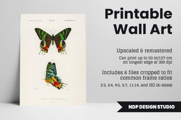 Download Vintage Moth Illustration Printable Art - Art Collection