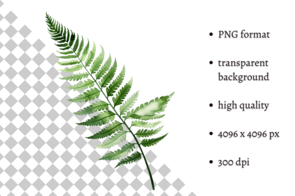 Download Watercolor Woodland Fern PNG Clipart - Art Collection
